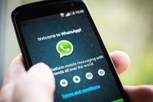 whatsapp4084开头添加,功能与特色一览