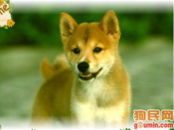柴犬币怎么存放到imtoken,轻松实现资产安全保管